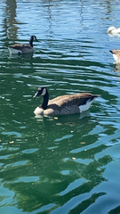 Branta canadensis