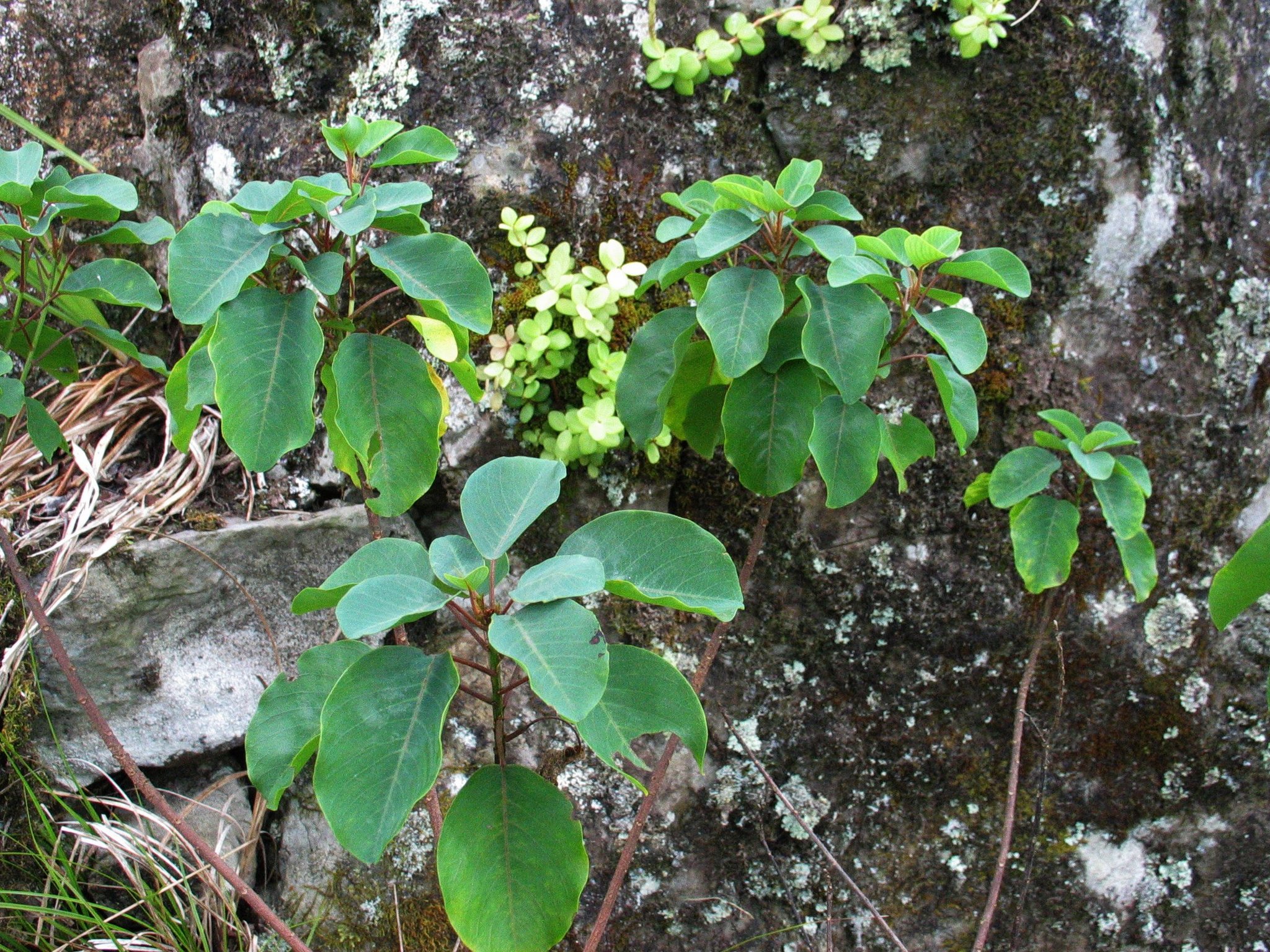 Gouania meyenii