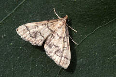 Metasia ophialis