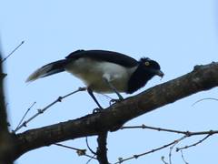 Cyanocorax