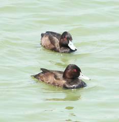 Netta erythrophthalma