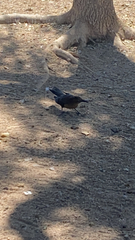 Quiscalus mexicanus