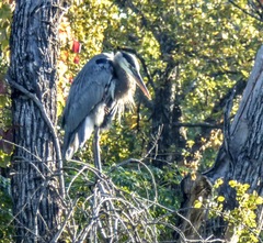 Ardea herodias