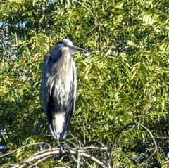 Ardea herodias