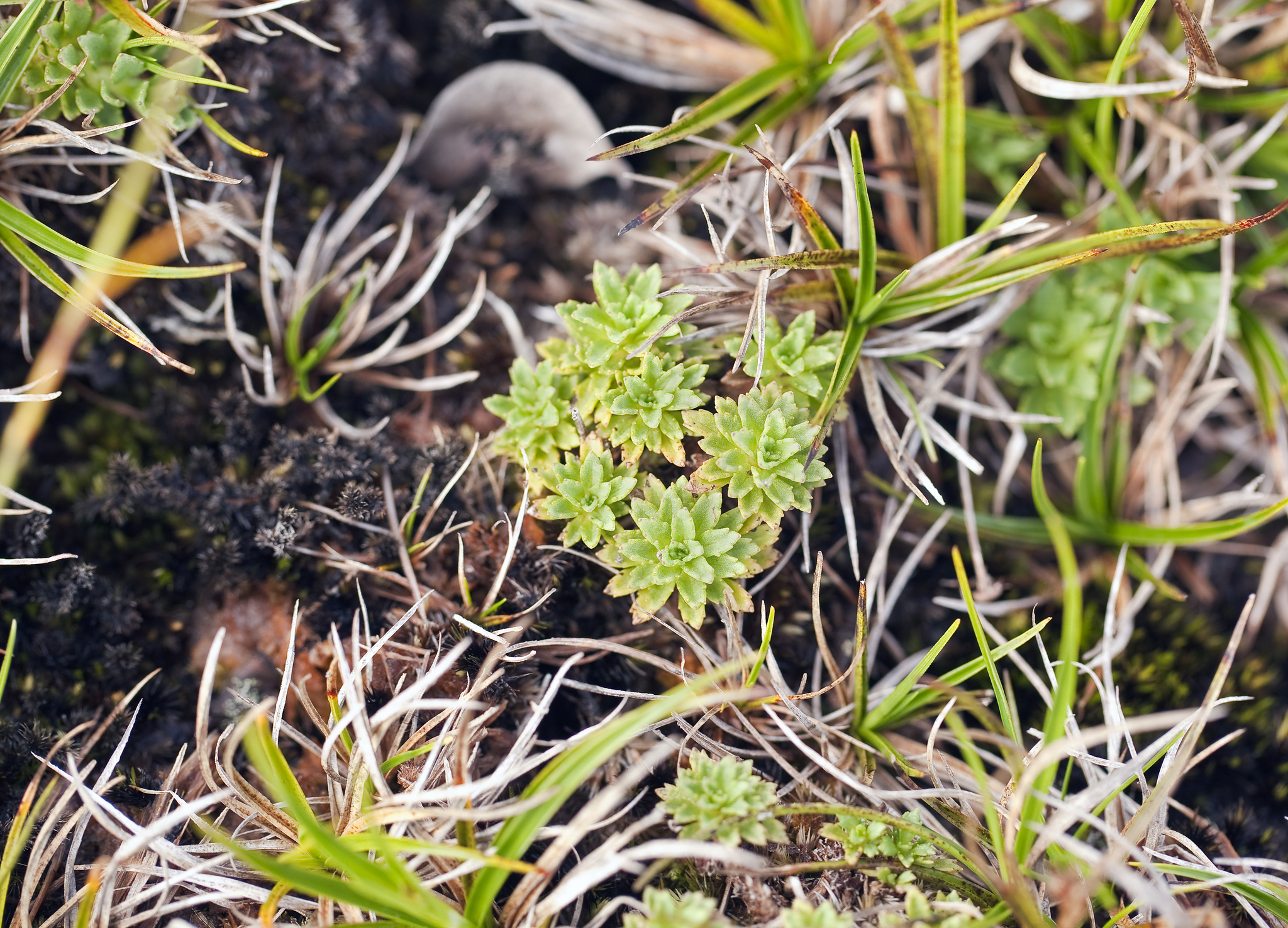 Keysseria erici