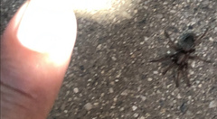 Gnaphosidae