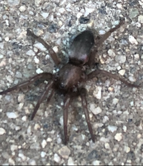 Gnaphosidae