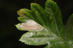 Phyllonorycter corylifoliella