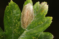 Phyllonorycter corylifoliella