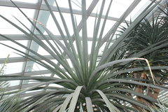 Furcraea macdougallii