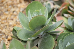 Kalanchoe luciae