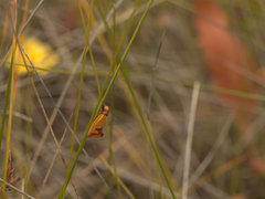 Chrysonoma tentatella