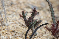 Euphorbia aeruginosa