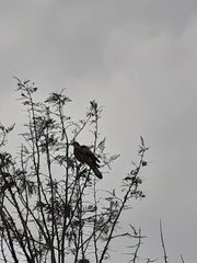 Parabuteo unicinctus