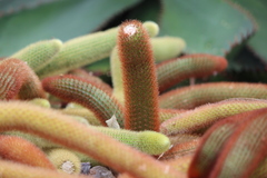 Cleistocactus winteri