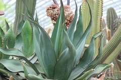 Agave chazaroi