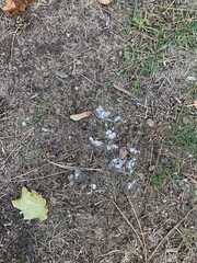 Sclerotinia sclerotiorum