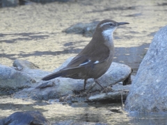 Cinclodes atacamensis