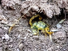 Leiurus hebraeus
