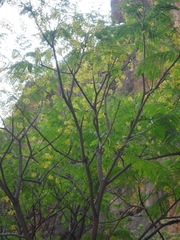 Conzattia multiflora