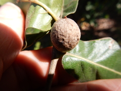 Amphibolips globulus