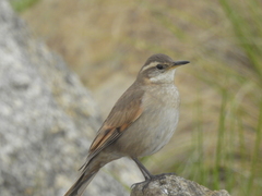 Cinclodes comechingonus