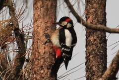 Dendrocopos major canariensis