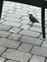 Sturnus vulgaris