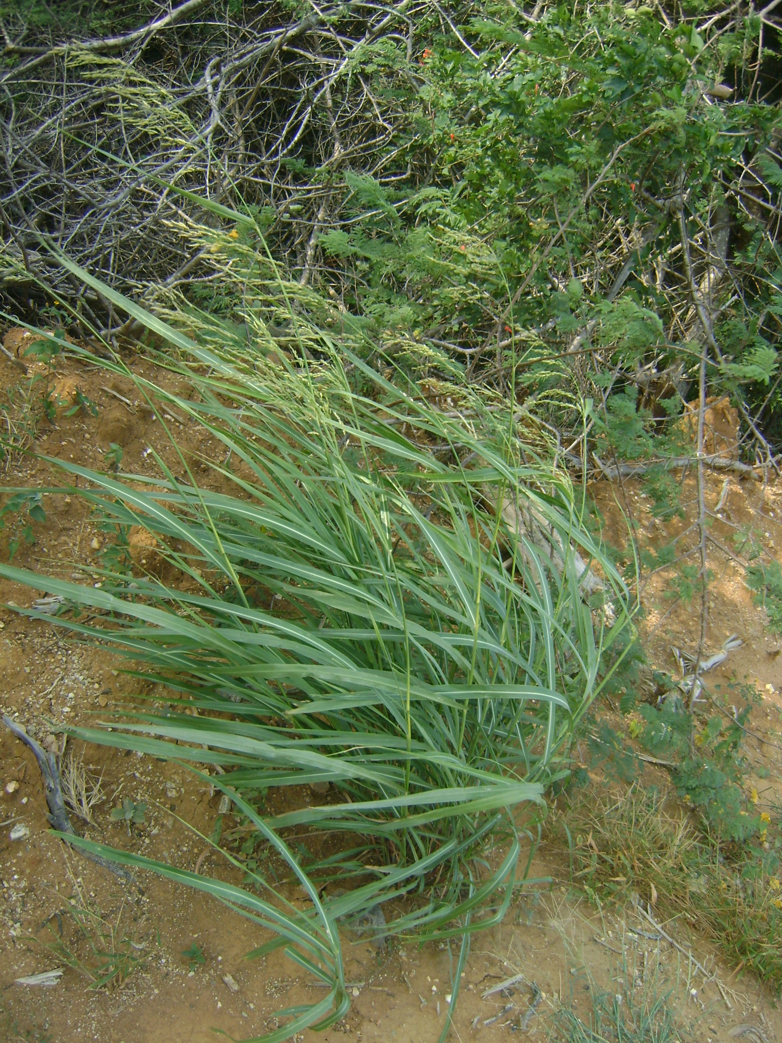 Broadleaf Rice (Oryza latifolia)