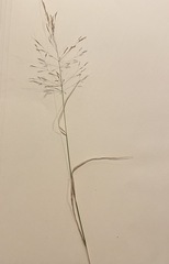 Poa pratensis