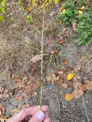 Poa pratensis