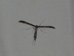 Hellinsia inquinatus