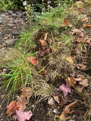 Poa pratensis
