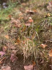 Poa pratensis