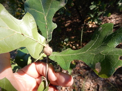 Amphibolips globulus