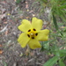 Spotted Rock-Rose - Photo (c) whinaem, some rights reserved (CC BY-NC)