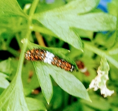 Papilio polyxenes