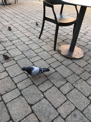 Columba livia domestica