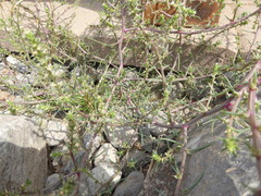 Salsola kali ruthenica