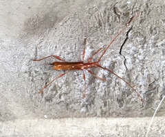 Chenoderus testaceus