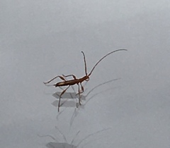 Chenoderus testaceus
