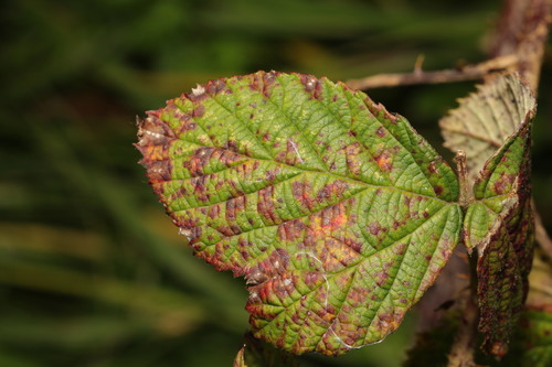 Rubus rust