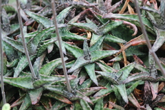 Aloe fragilis