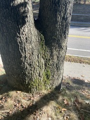 Zygodon viridissimus