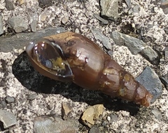 Pyrgophorus parvulus