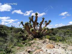 Yucca decipiens
