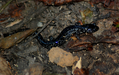 Plethodon variolatus