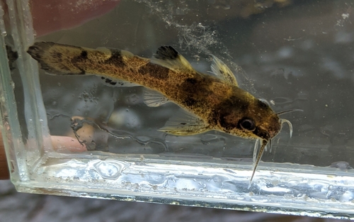 Brindled Madtom