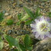 Passiflora hibiscifolia - Photo (c) Tereso Hernández Morales, some rights reserved (CC BY), uploaded by Tereso Hernández Morales