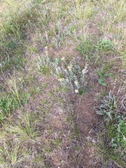 Galatella crinitoides